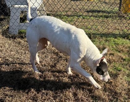 MerryBell (HW+), a Adoptable mixed breed in Conway, SC image 3/3
