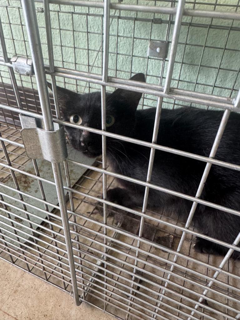 Graham Feral 1, Adoptable, Young Male Domestic Short Hair.