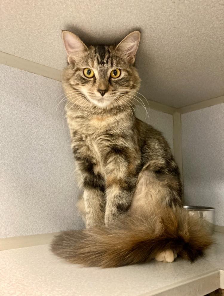 Enlarge Freya, a ADOPTABLE mixed breed in St. Ignace, MI image 1/1