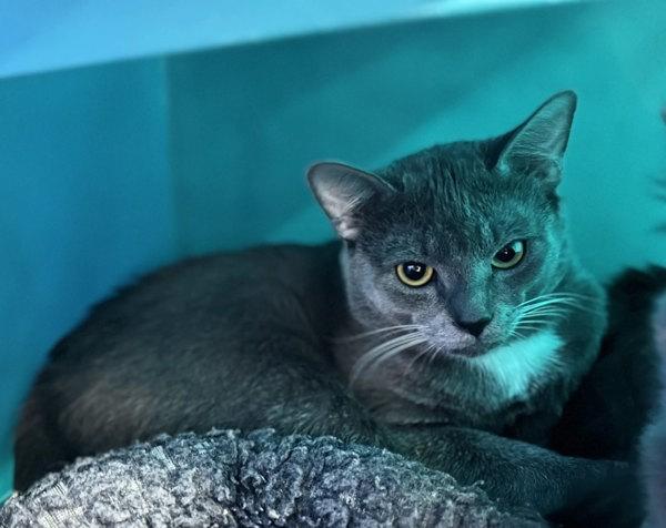 Baron, Adoptable, Young Male Domestic Short Hair.