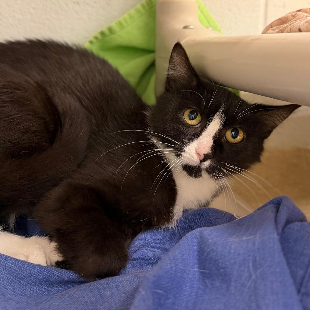 Enlarge Kelp, a Adoptable Domestic Long Hair in Marshall, VA image 1/4