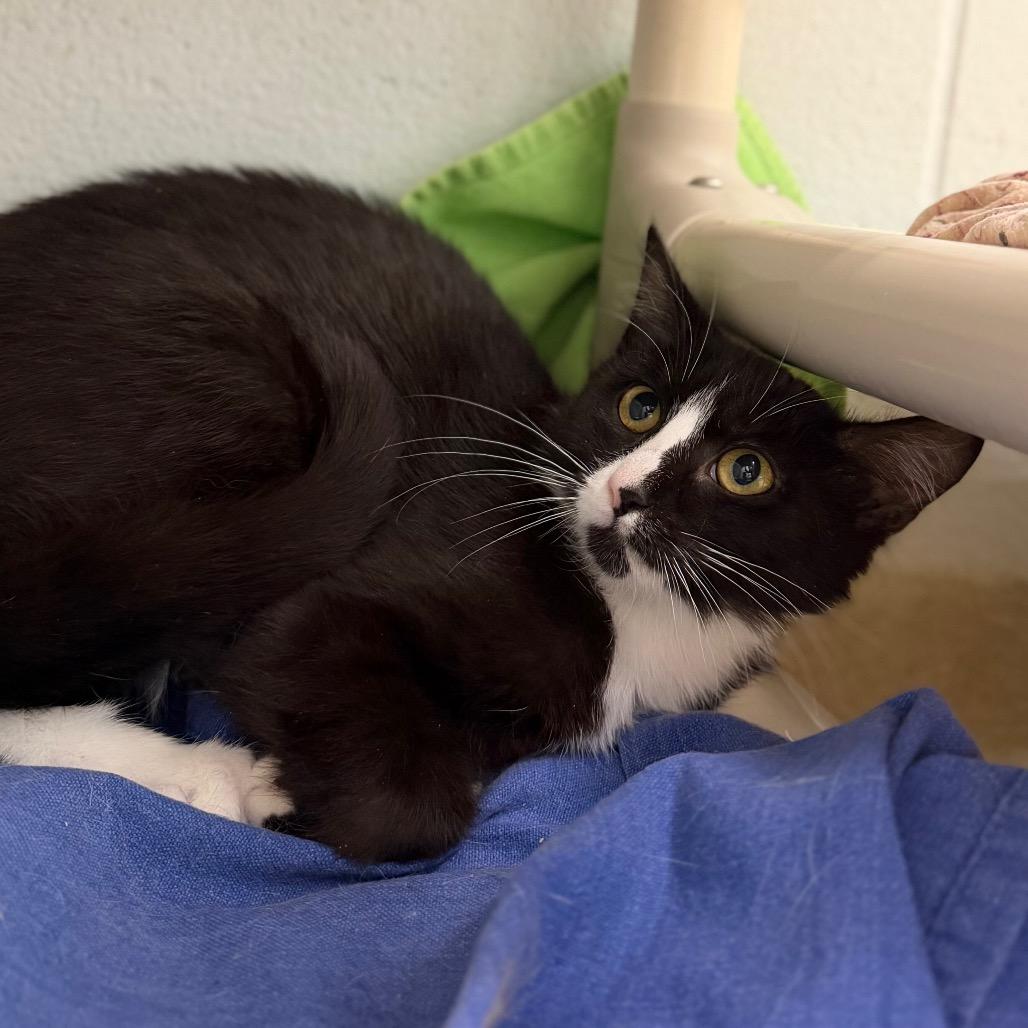 Enlarge Kelp, a Adoptable Domestic Long Hair in Marshall, VA image 2/4