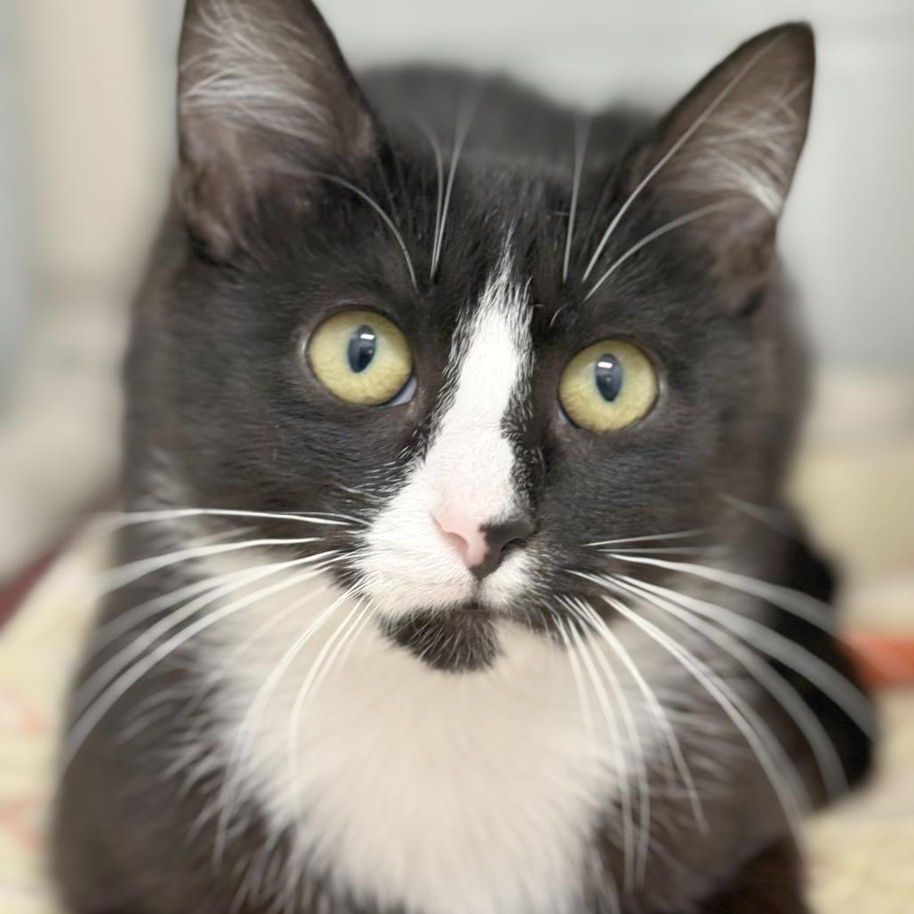 Enlarge Kelp, a Adoptable Domestic Long Hair in Marshall, VA image 3/4