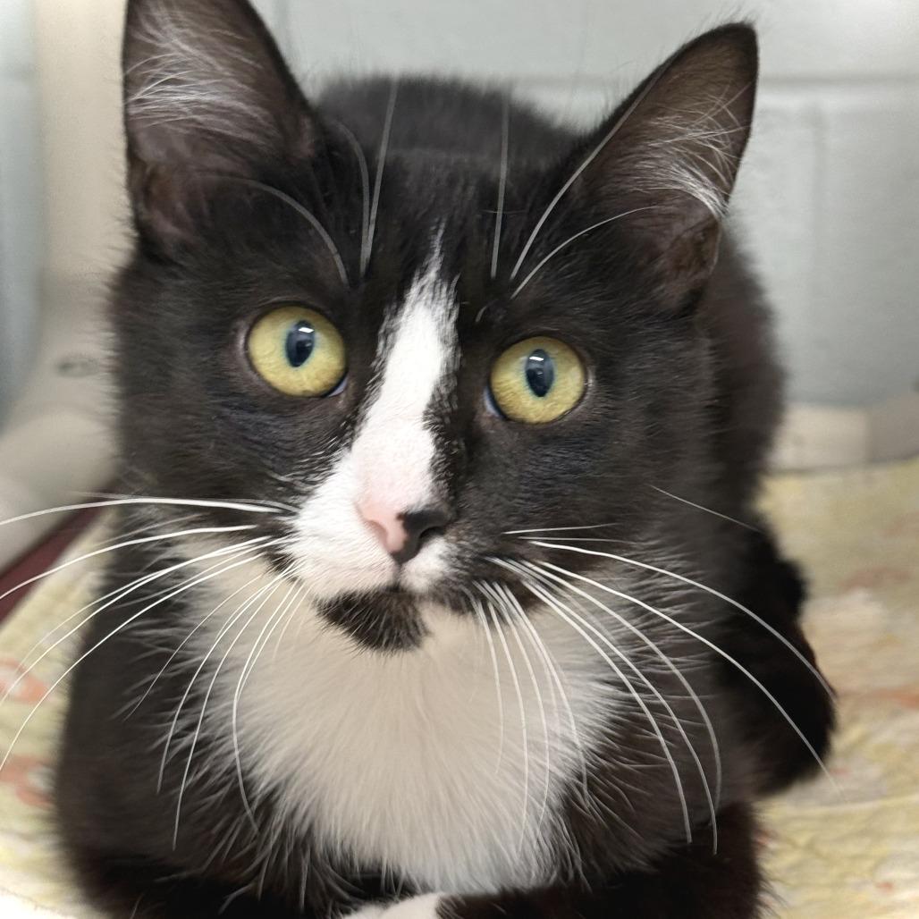 Enlarge Kelp, a Adoptable Domestic Long Hair in Marshall, VA image 4/4