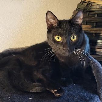 Lulu, Adoptable, Adult Female Domestic Short Hair.