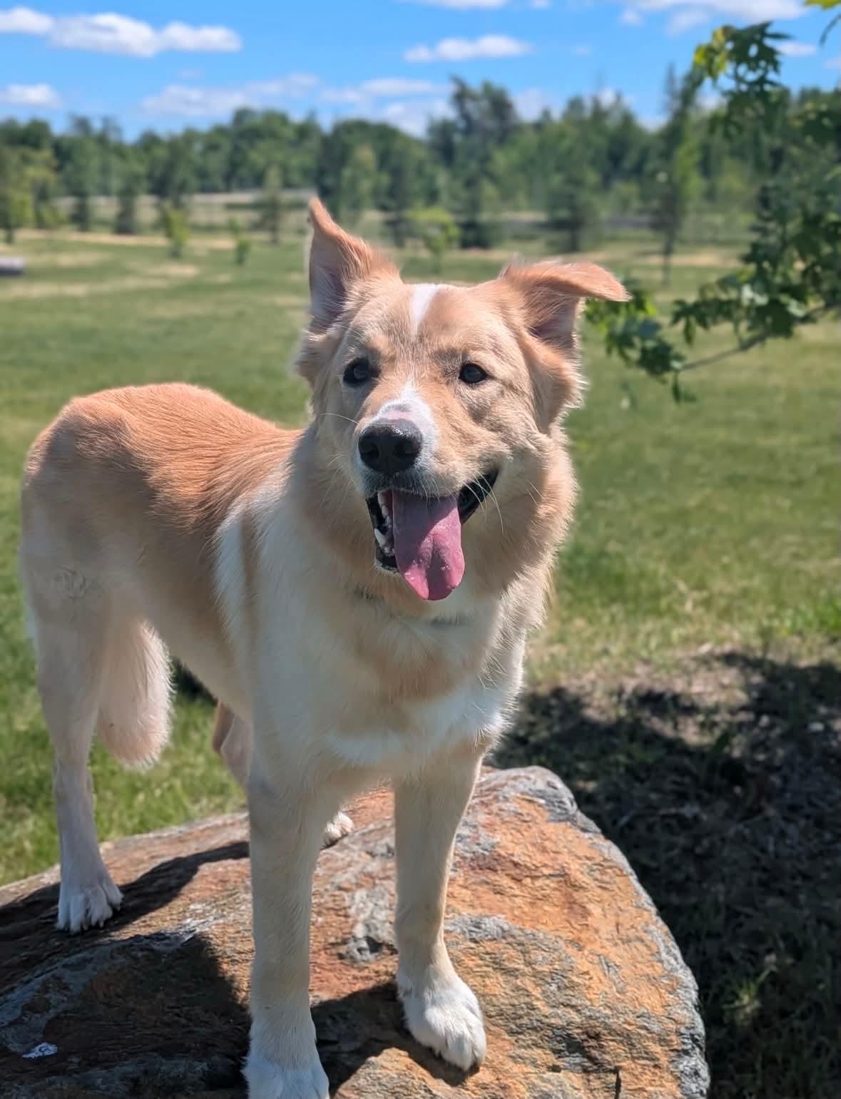 Enlarge Rigby, an adoptable mixed breed in Winnipeg, MB image 3/6