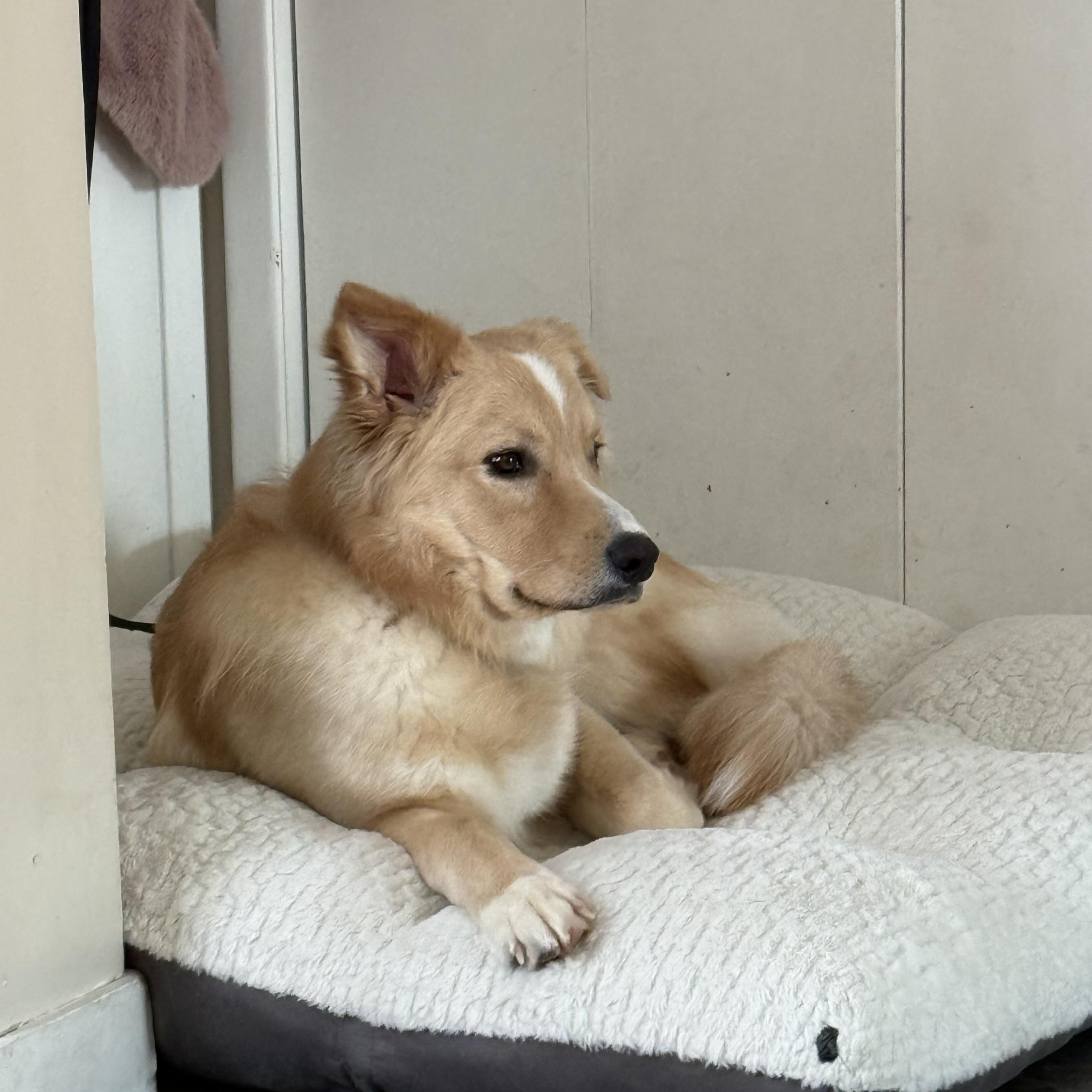 Rigby, a ADOPTABLE mixed breed in Winnipeg, MB image 1/3