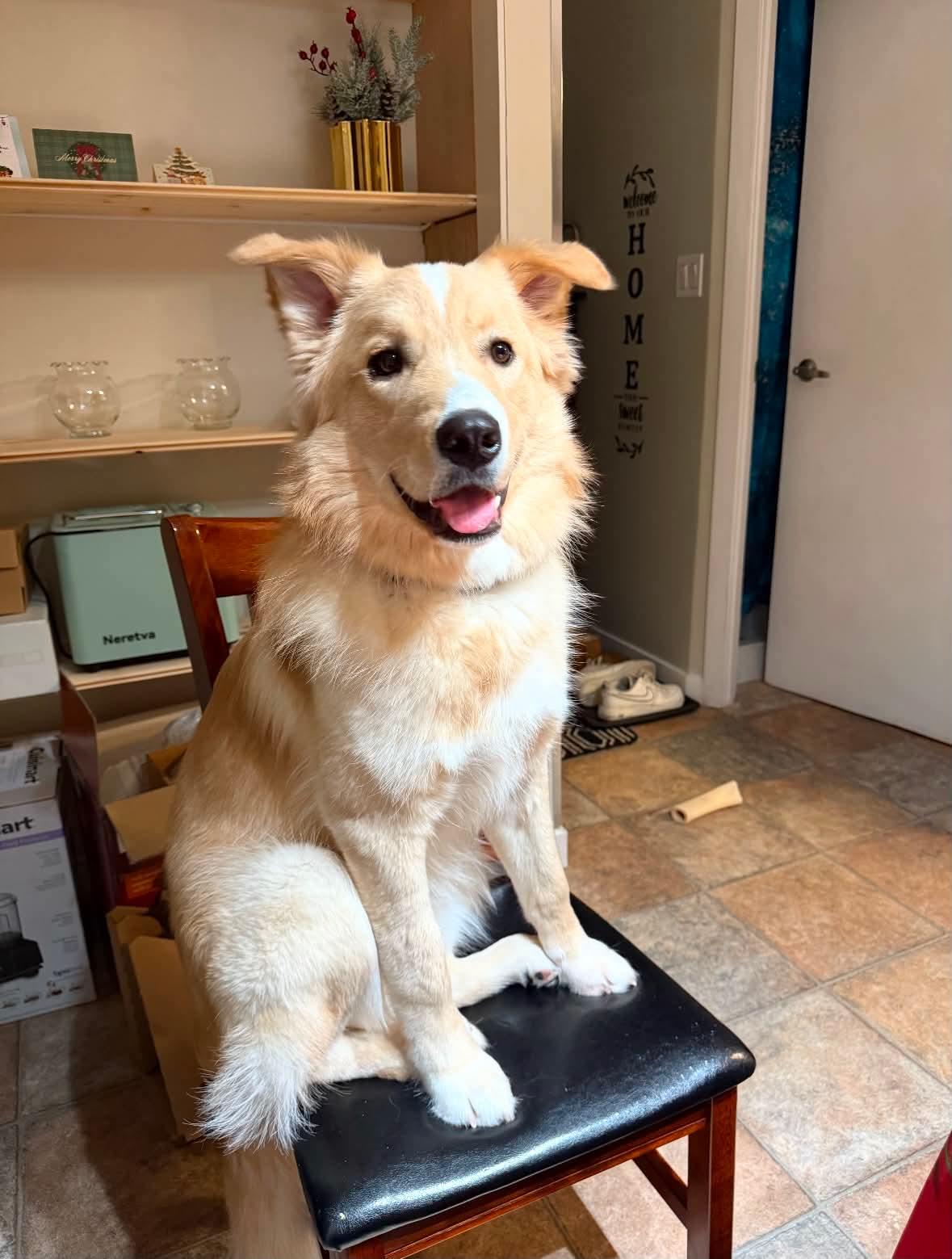 Rigby, adoptable, Young Male Husky.