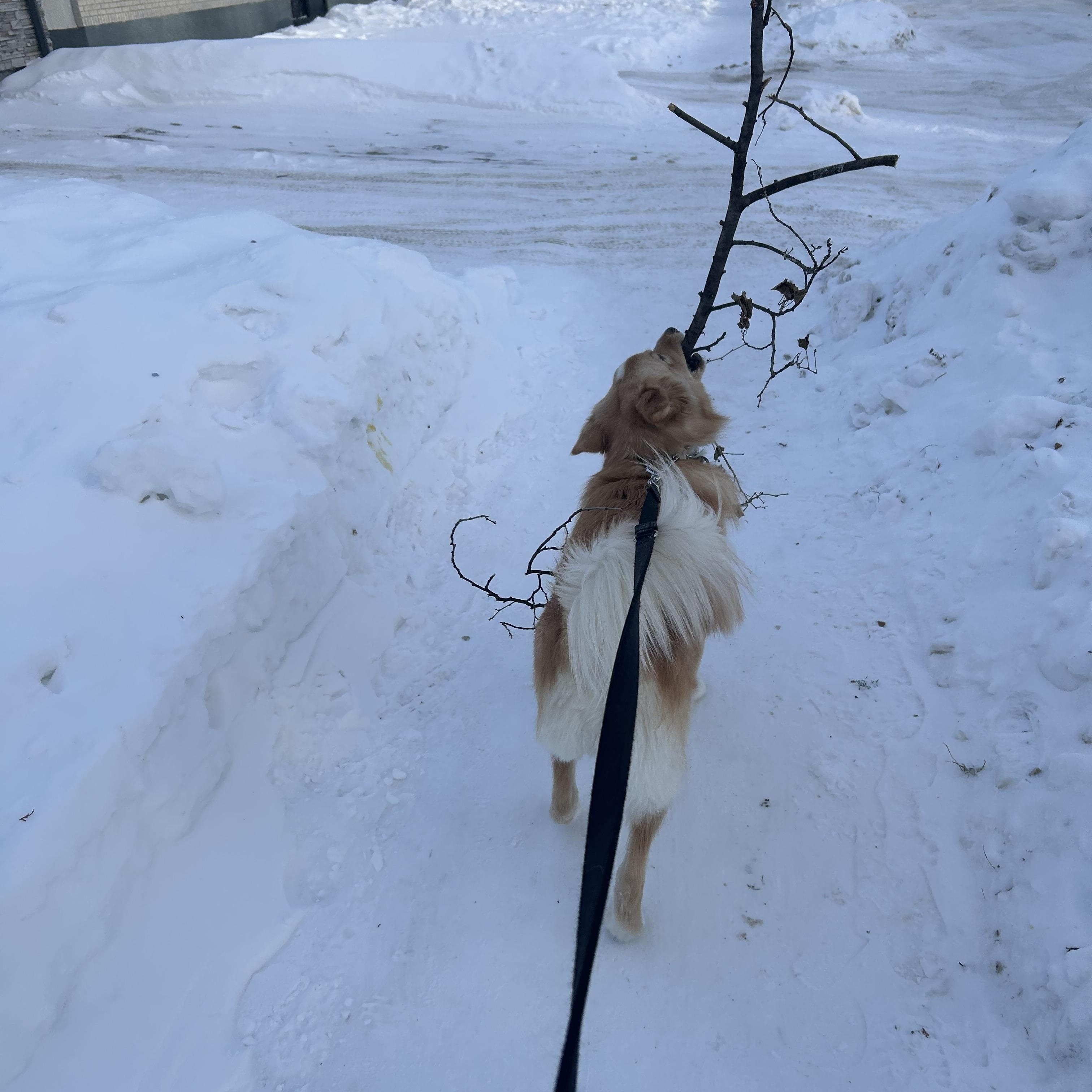 Rigby, a ADOPTABLE mixed breed in Winnipeg, MB image 3/3