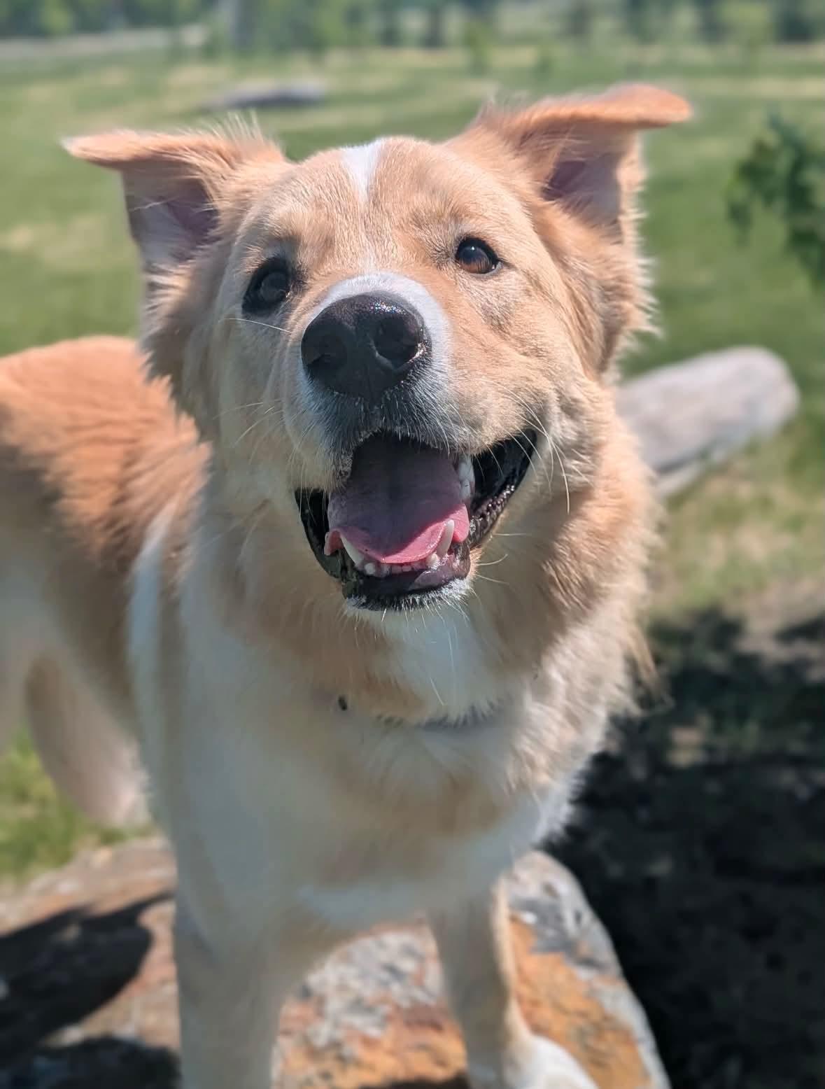 Rigby, adoptable, Young Male Husky.