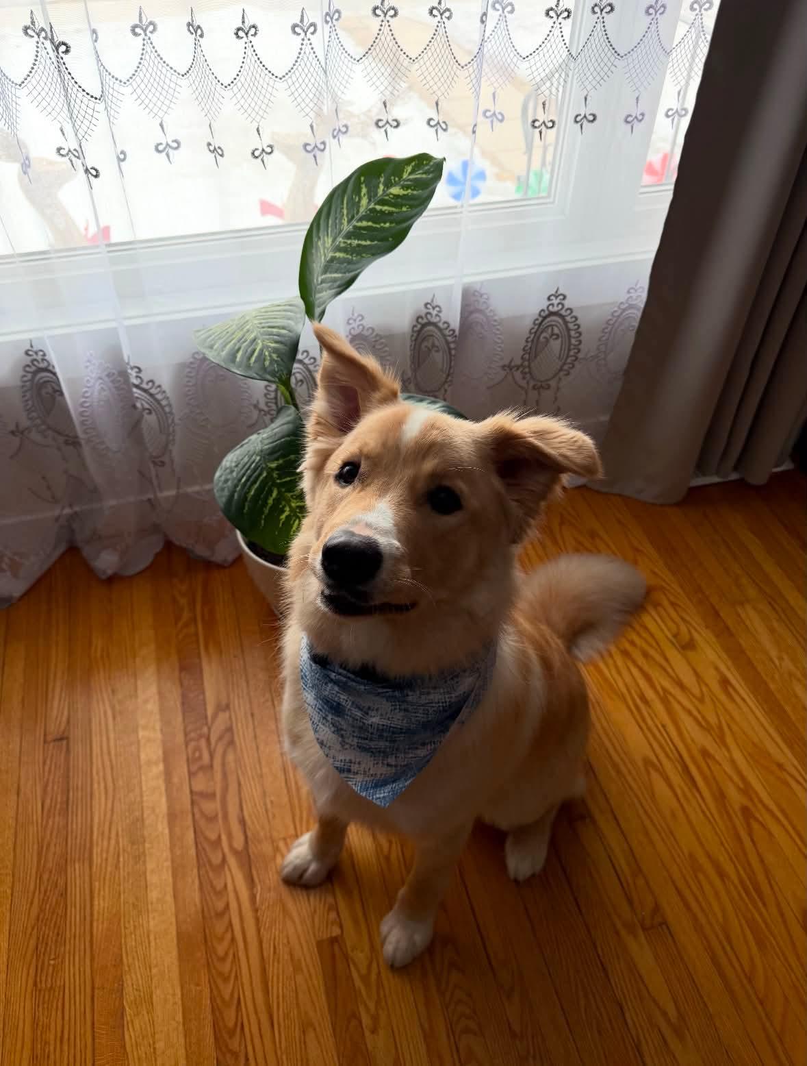 Enlarge Rigby, an adoptable mixed breed in Winnipeg, MB image 5/5