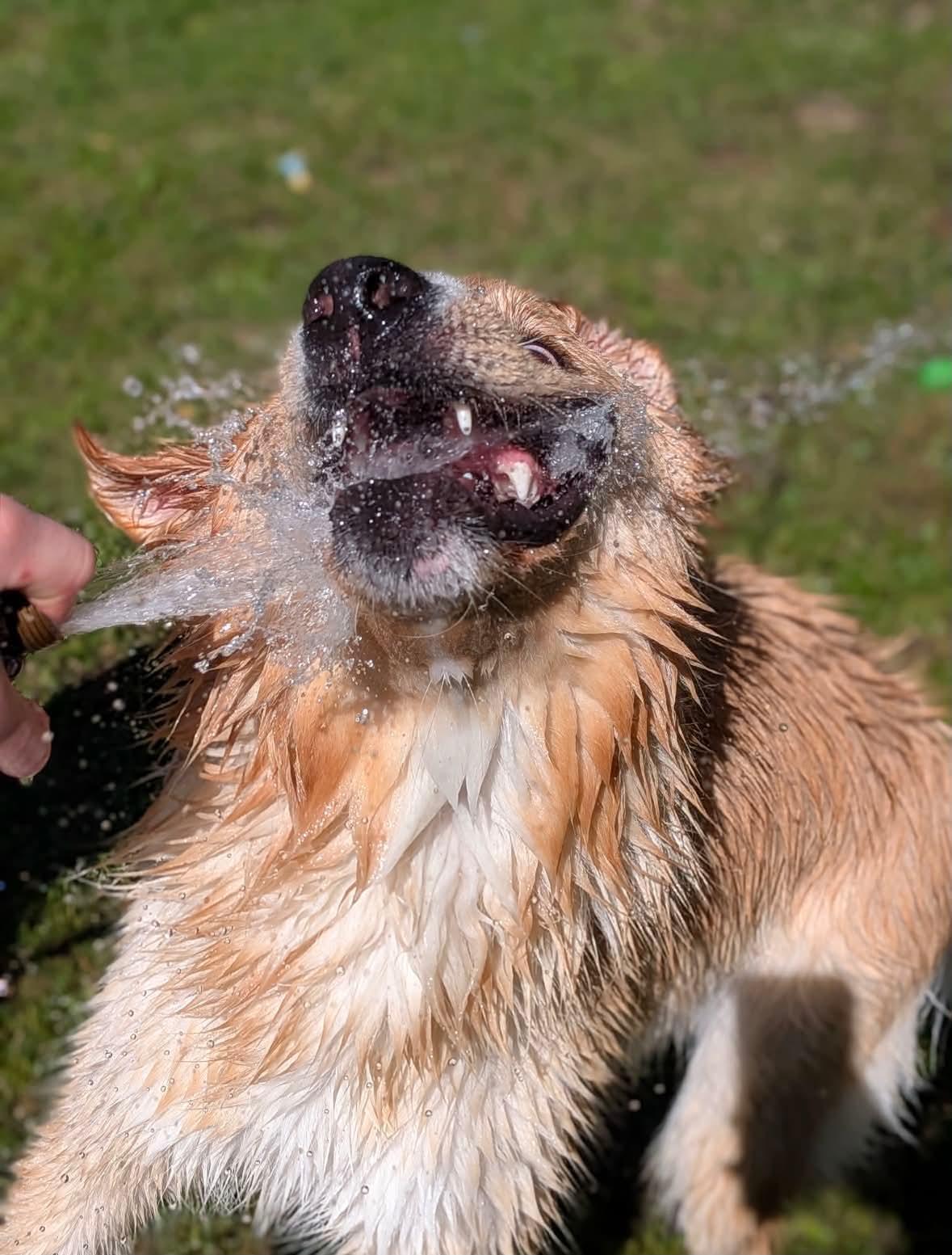 Enlarge Rigby, an adoptable mixed breed in Winnipeg, MB image 4/6