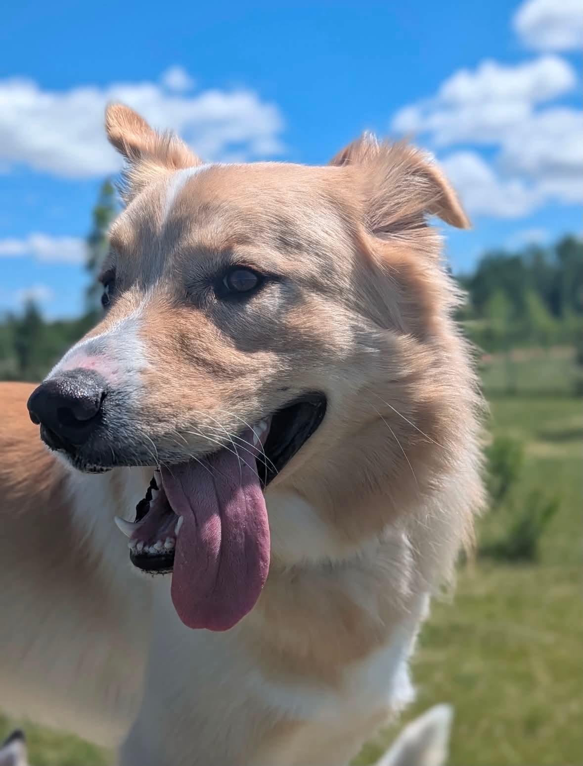 Enlarge Rigby, an adoptable mixed breed in Winnipeg, MB image 2/6