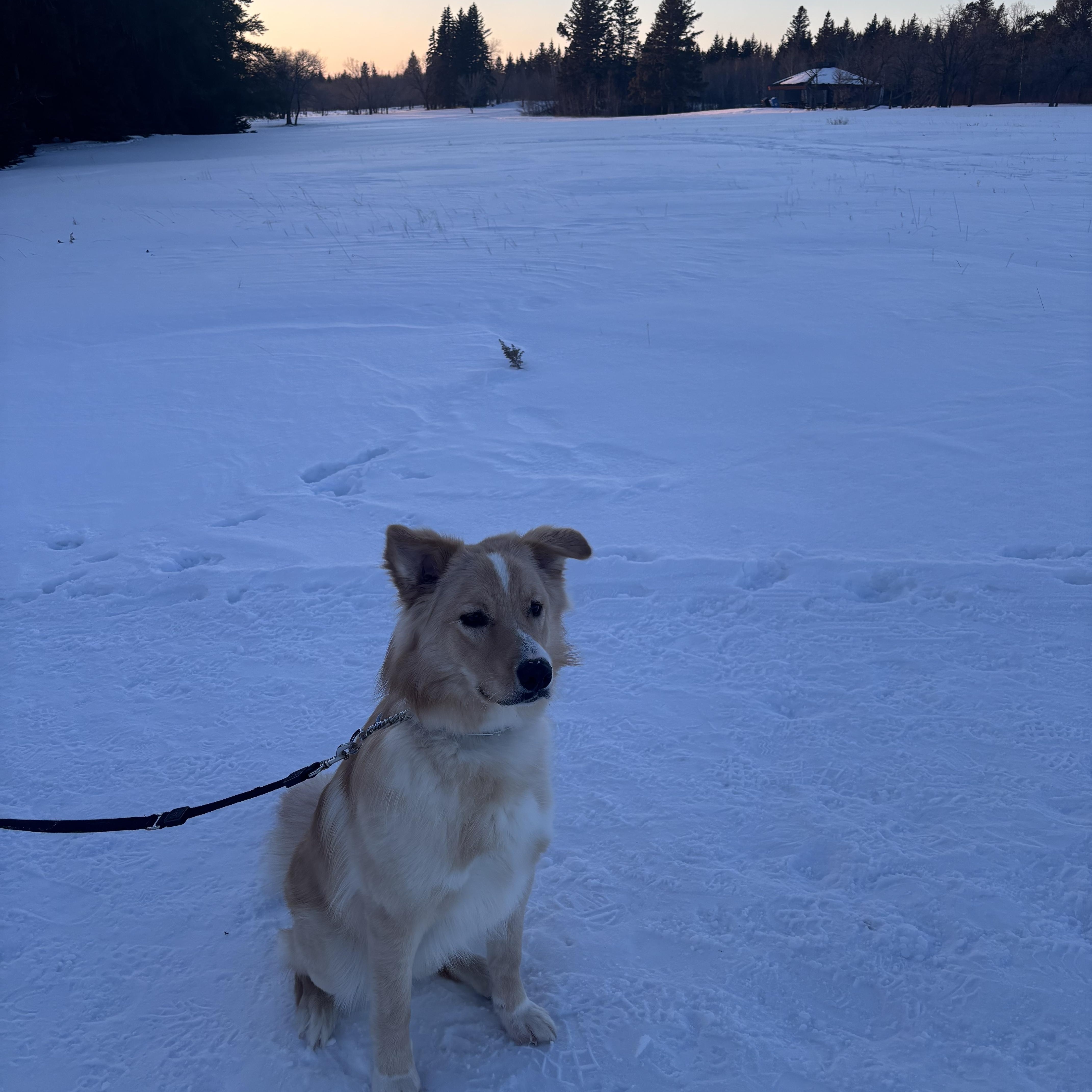 Rigby, a ADOPTABLE mixed breed in Winnipeg, MB image 2/3