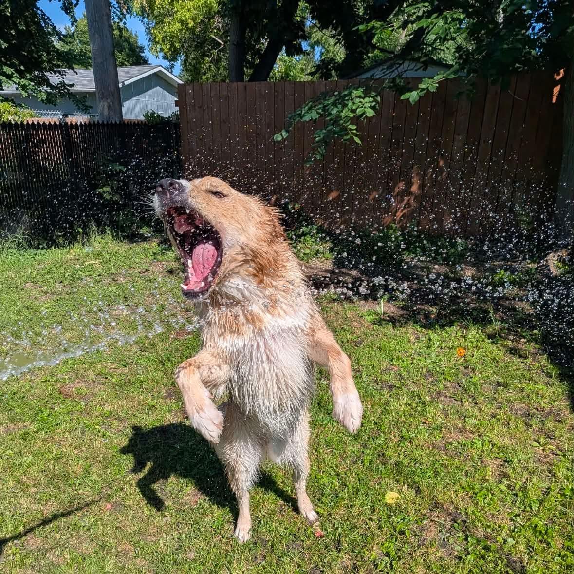 Enlarge Rigby, an adoptable mixed breed in Winnipeg, MB image 6/6