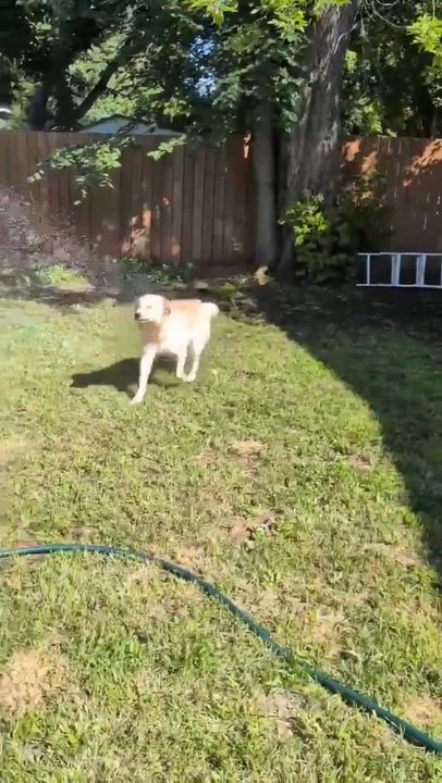 Enlarge Rigby, an adoptable mixed breed in Winnipeg, MB video 5/6