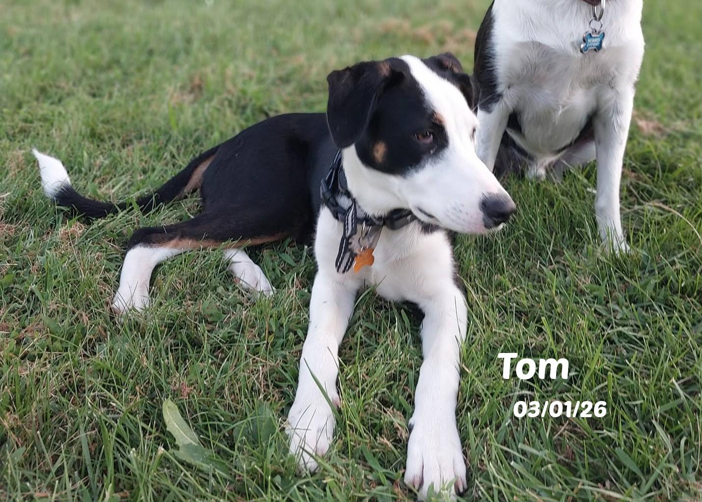 Tom, Adopted, Puppy Male Border Collie.