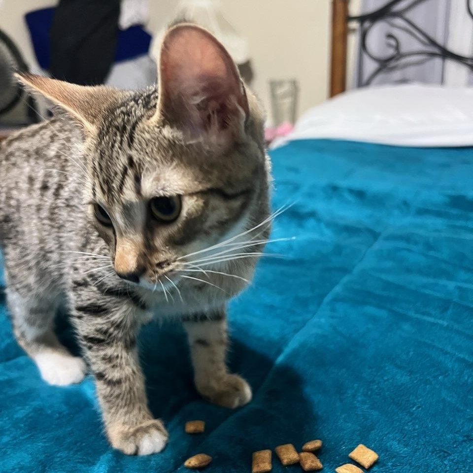 Brownie, Adoptable, Kitten Male Domestic Short Hair.