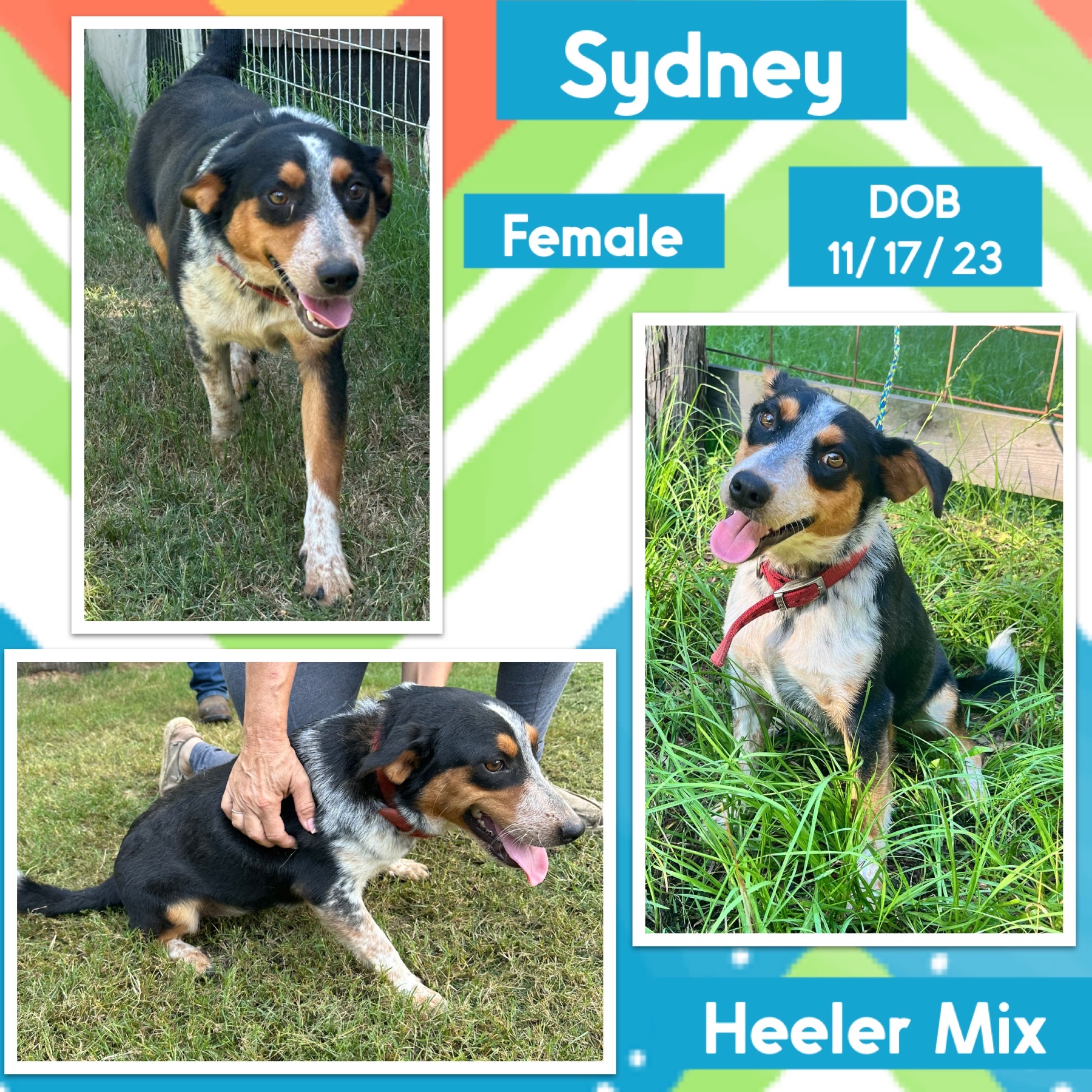 dog-for-adoption-sydney-an-australian-cattle-dog-blue-heeler-mix