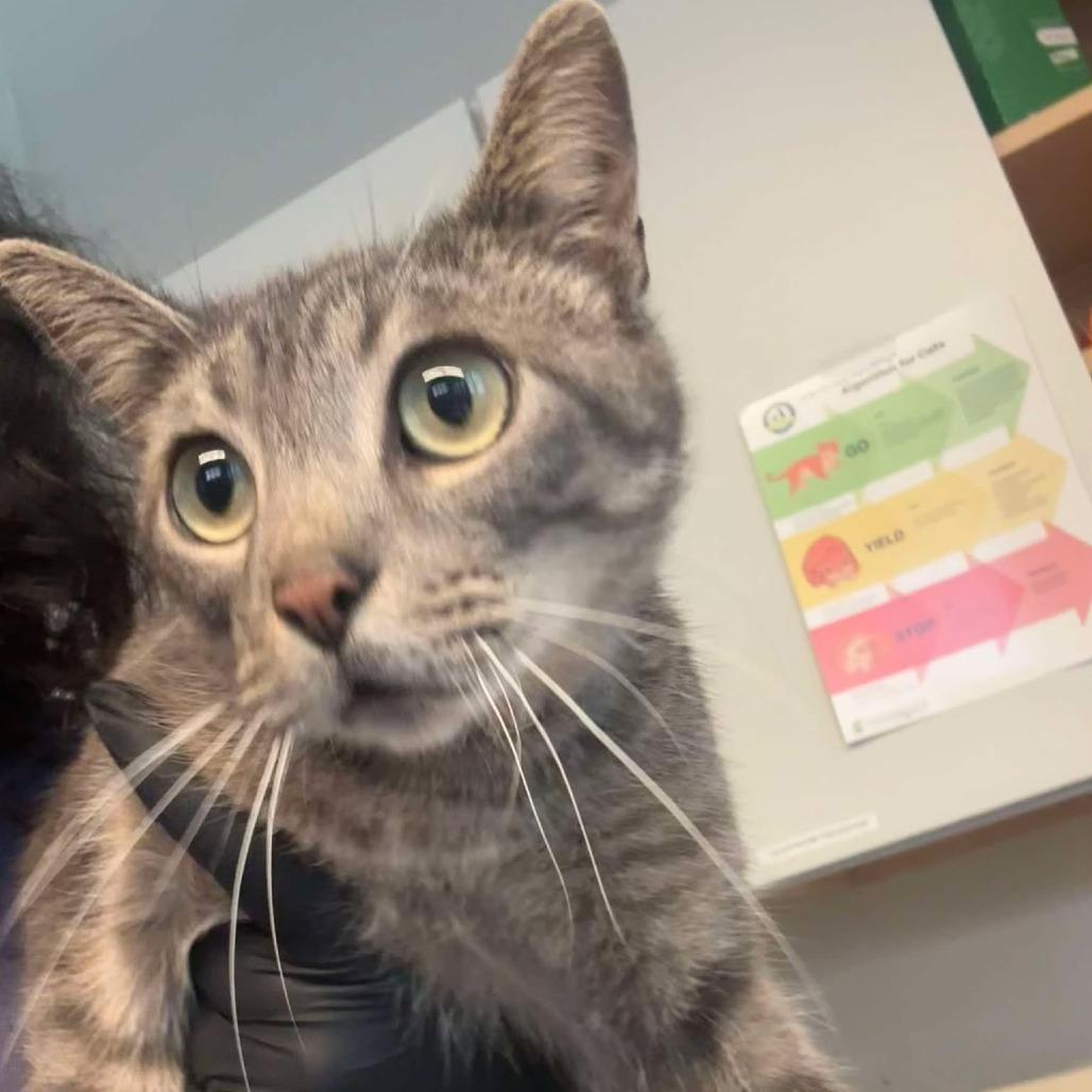 Enlarge Emmy, a Adoptable Domestic Short Hair in Huntington, WV image 1/1