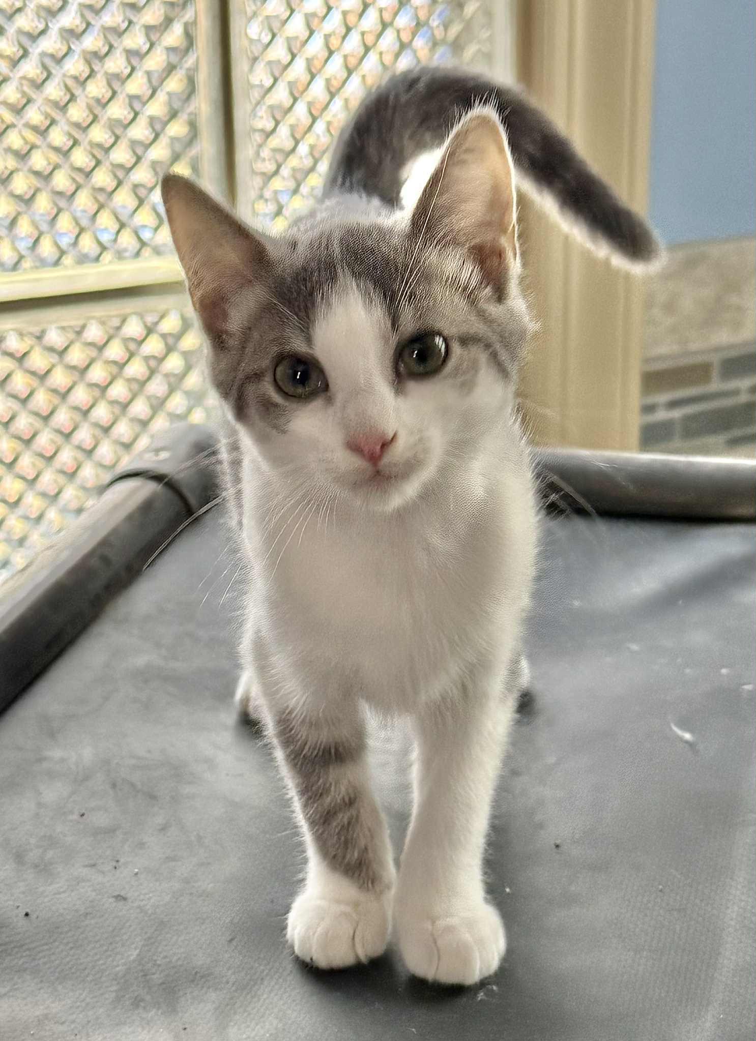 CECE, Adopted, Kitten Female Tabby.