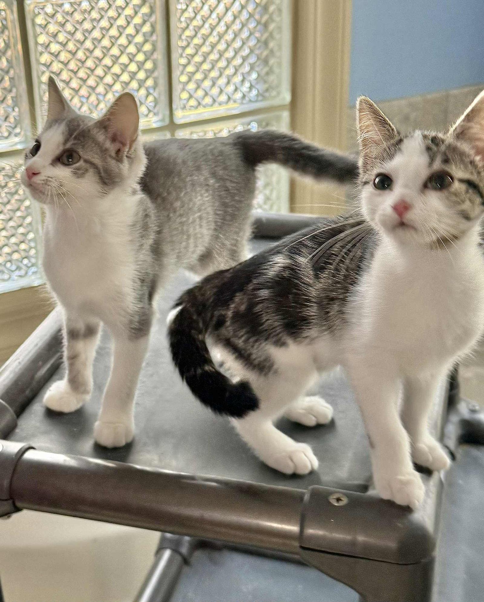 Enlarge CECE, a Adopted Tabby in Capshaw, AL image 2/3