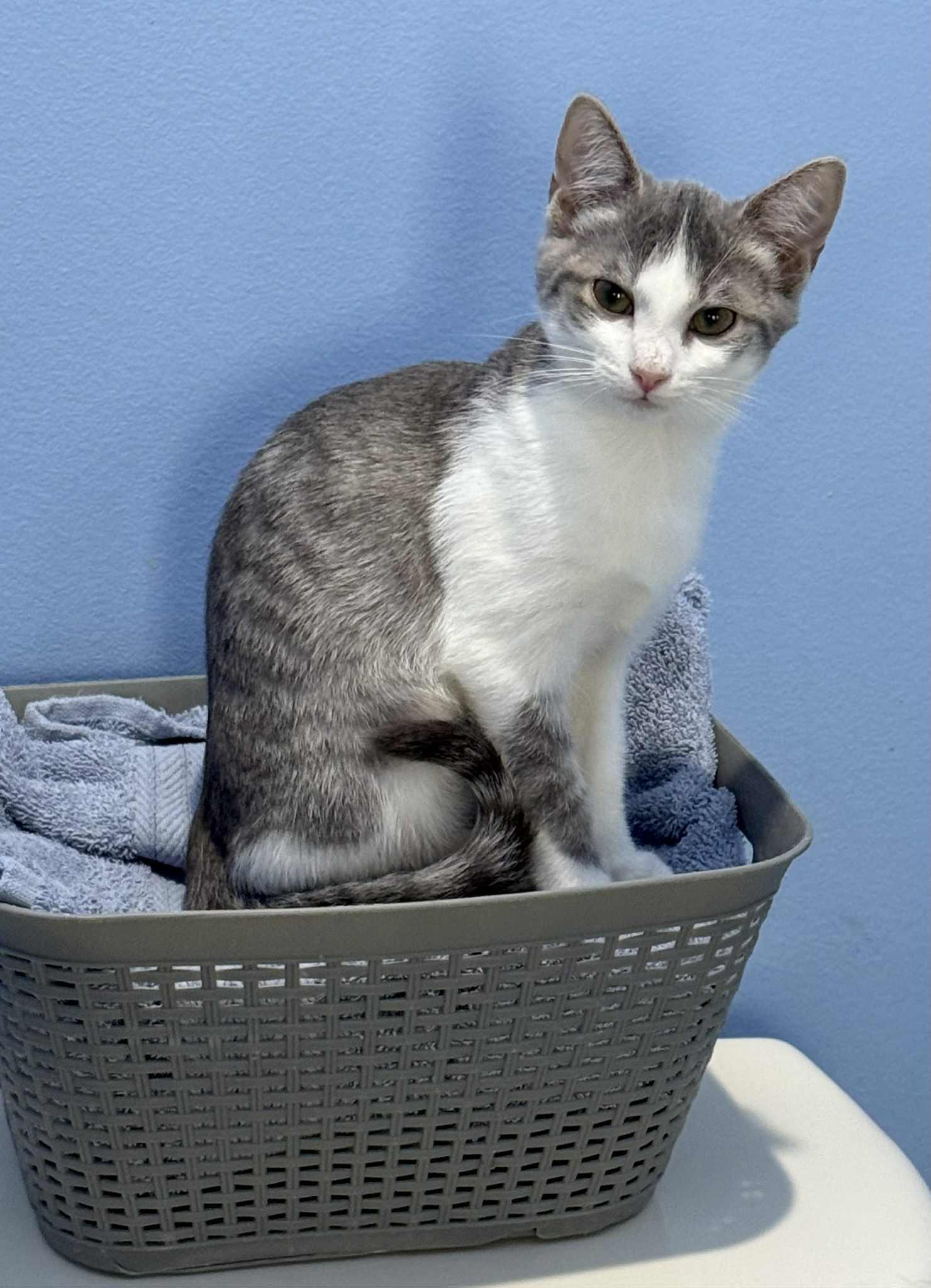Enlarge CECE, a Adopted Tabby in Capshaw, AL image 3/3