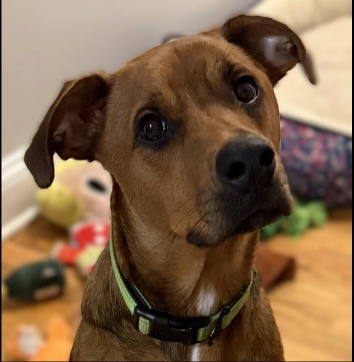 Enlarge Oakley, a Adoptable mixed breed in Hartwell, GA image 1/6