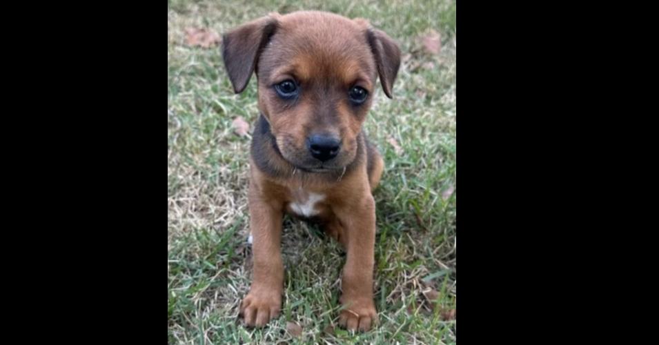 Enlarge Oakley, a Adoptable mixed breed in Hartwell, GA image 2/6