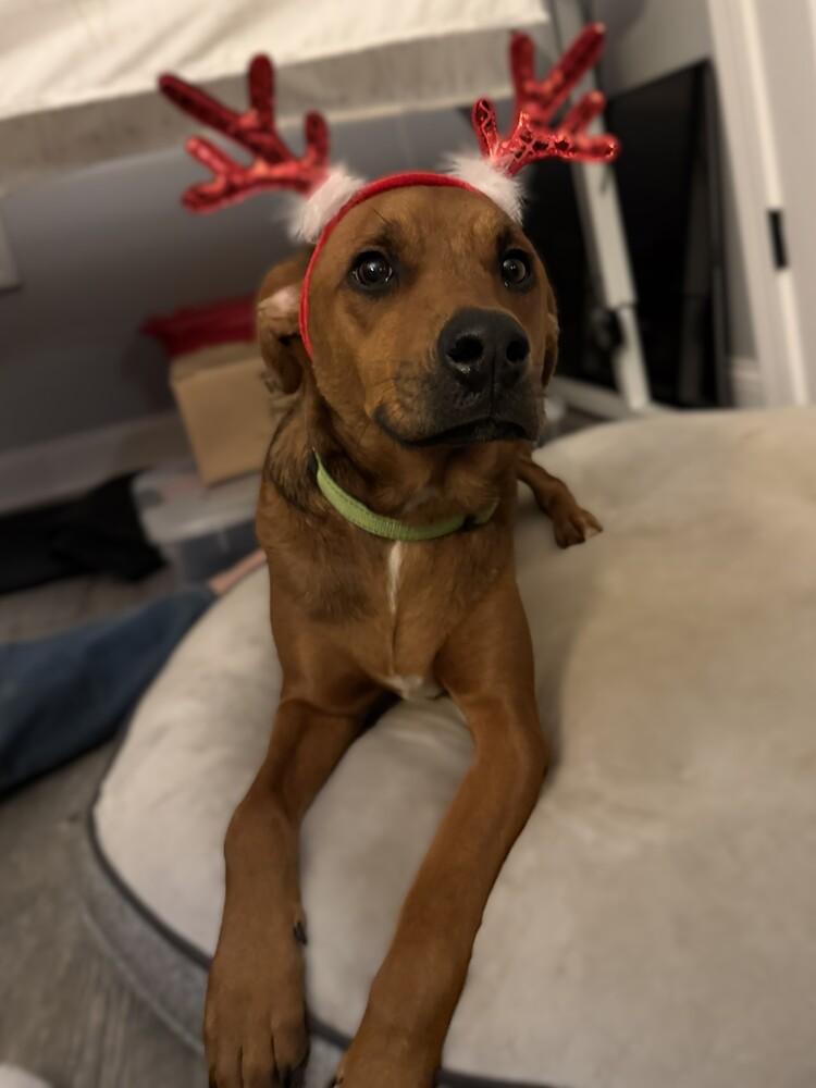 Enlarge Oakley, a Adoptable mixed breed in Hartwell, GA image 3/6