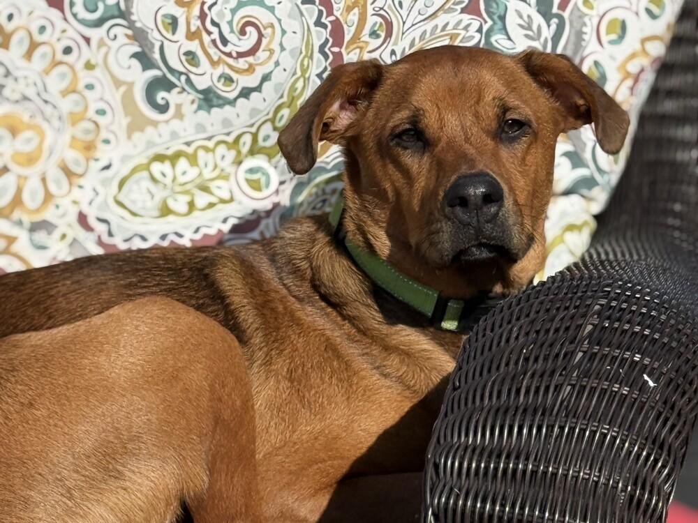 Enlarge Oakley, a Adoptable mixed breed in Hartwell, GA image 4/6