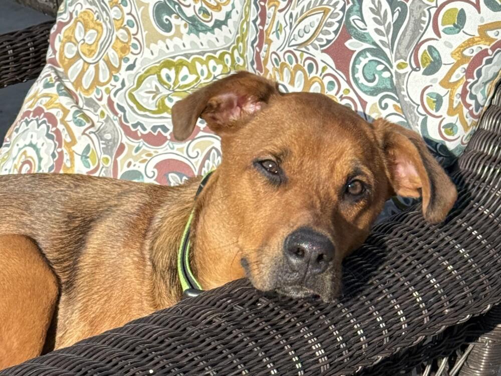 Oakley, Adoptable, Puppy Male Hound.