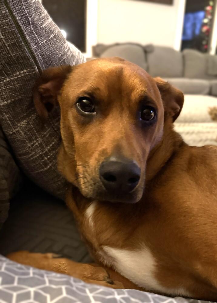 Enlarge Oakley, a Adoptable mixed breed in Hartwell, GA image 6/6