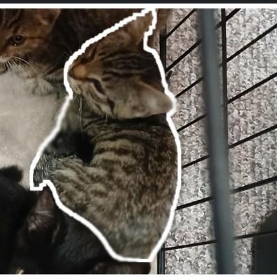 Topaz (MF), Adoptable, Young Male Domestic Medium Hair.