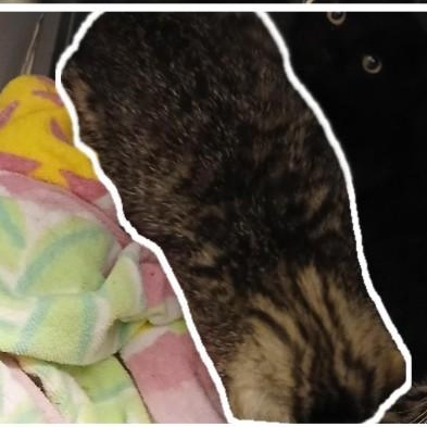 Topaz (bonded with Sapphire. Barn cat, MF) — thumbnail 2