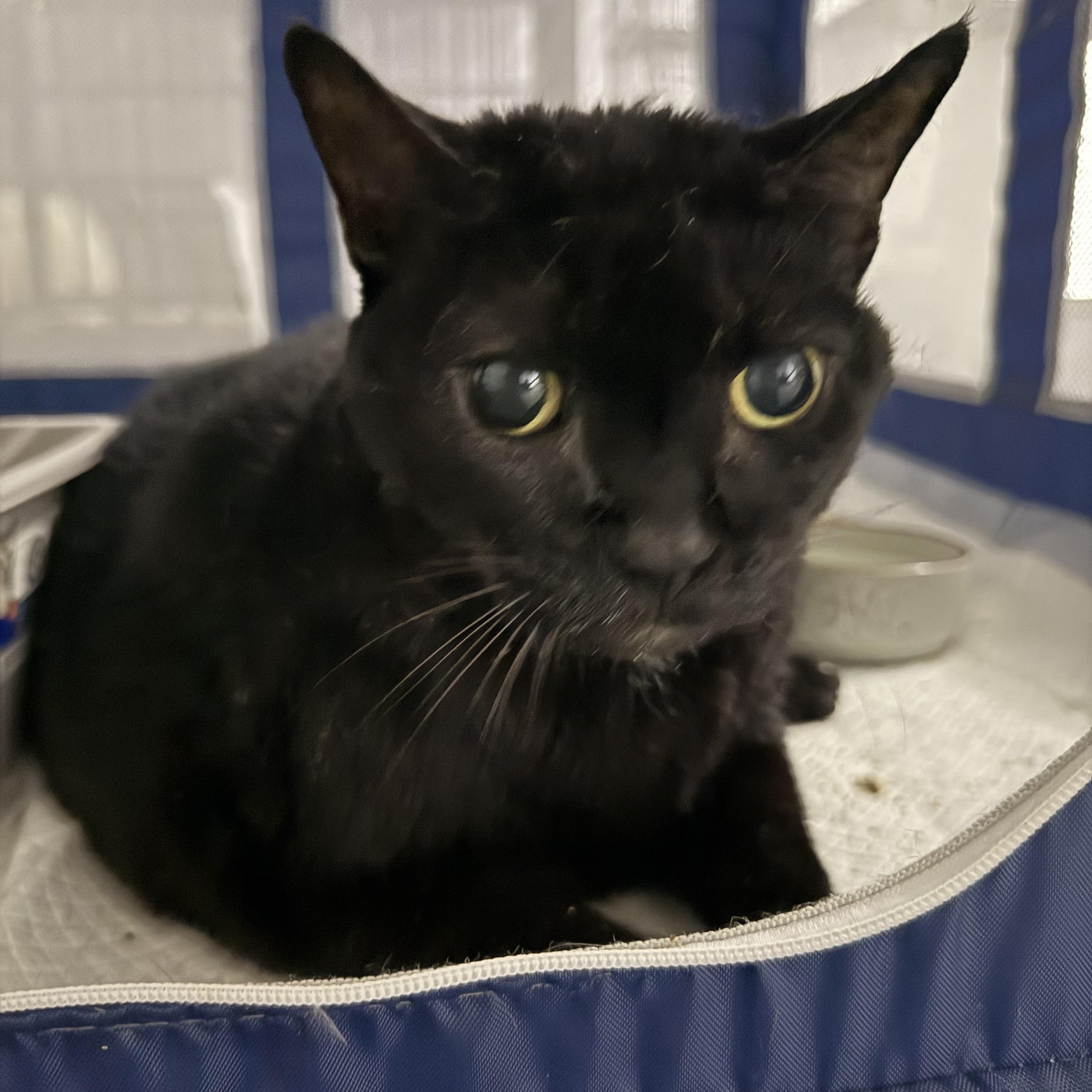 Remi Domestic Short Hair Cat