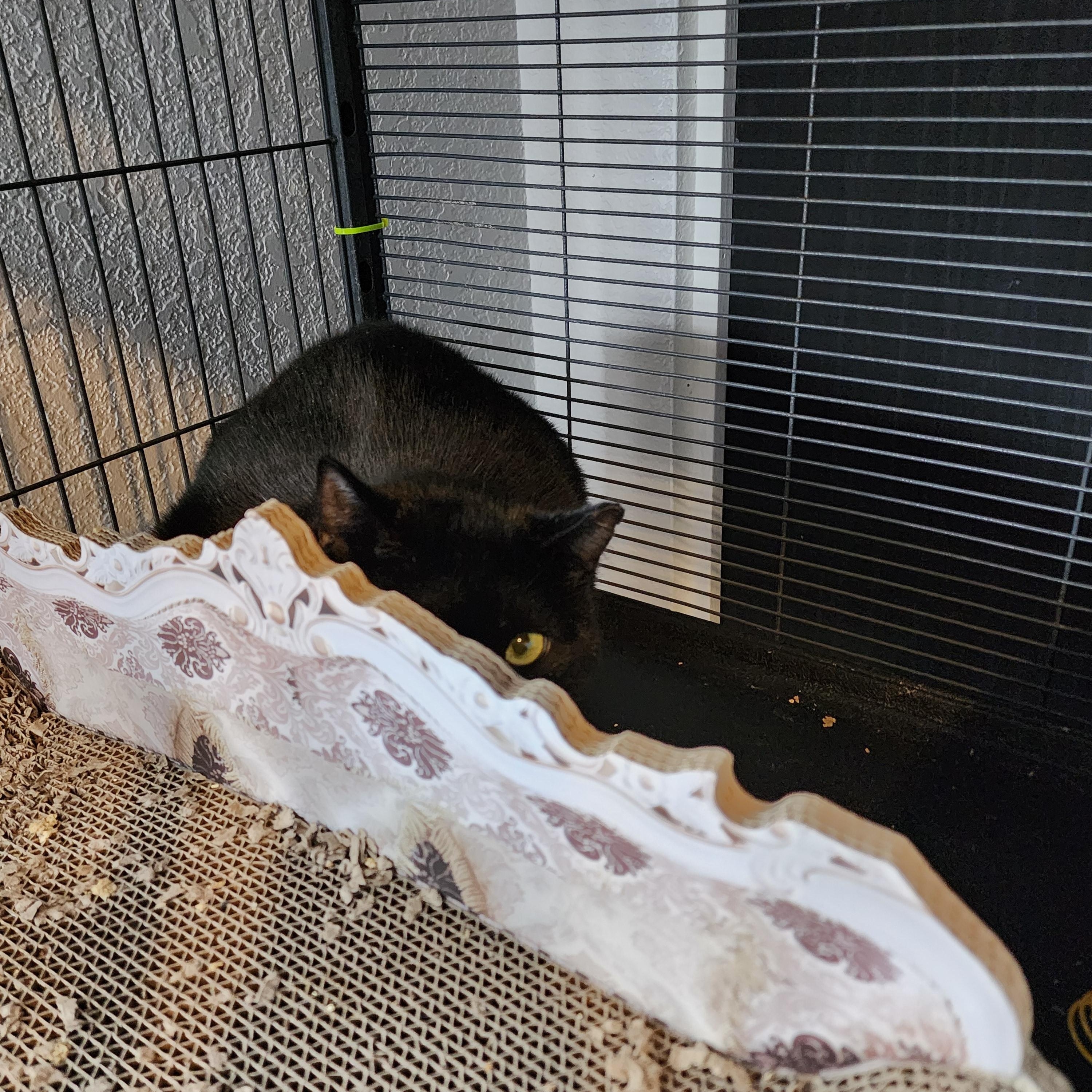 Thanos, adoptable, Adult Male Domestic Short Hair.