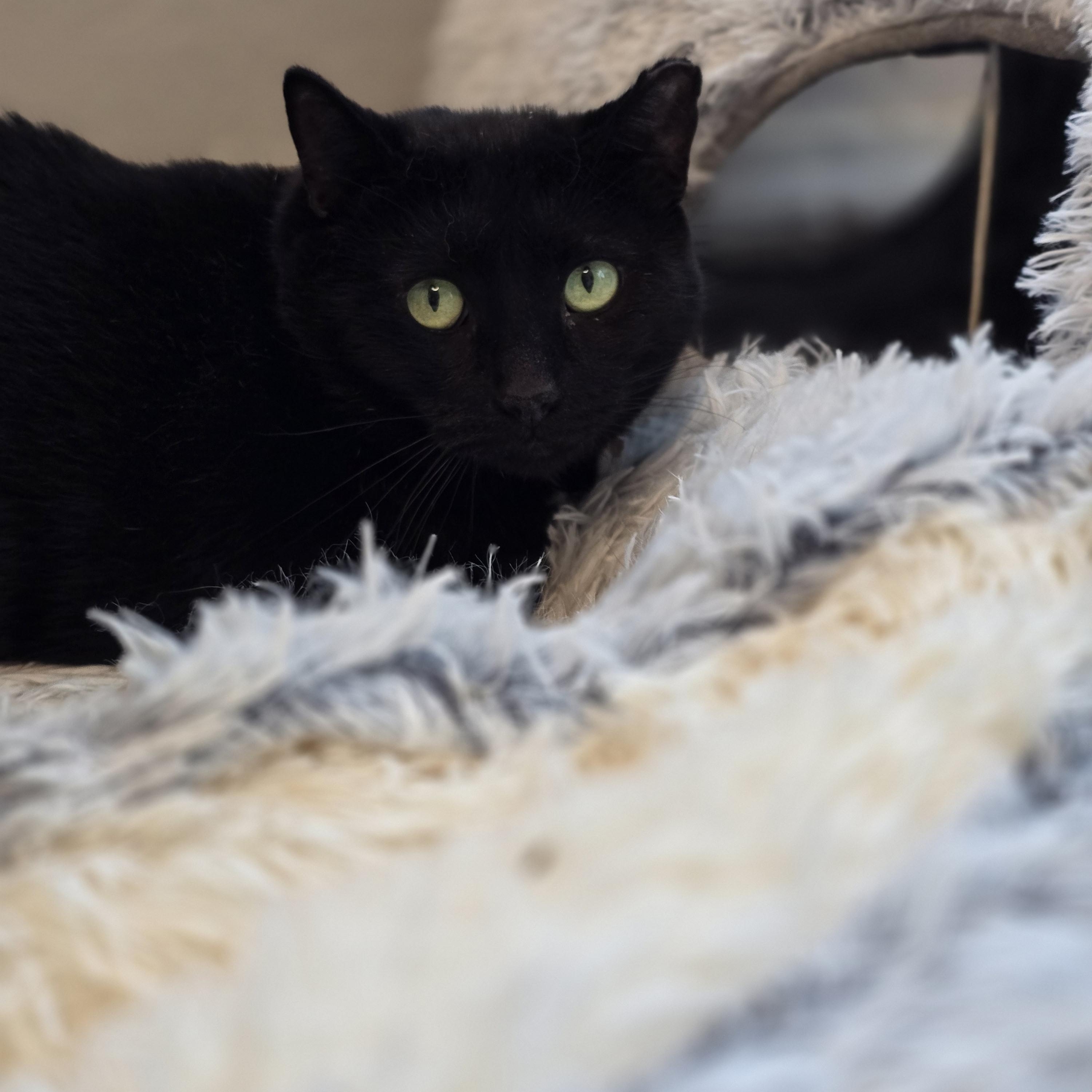 Thanos, adoptable, Adult Male Domestic Short Hair.