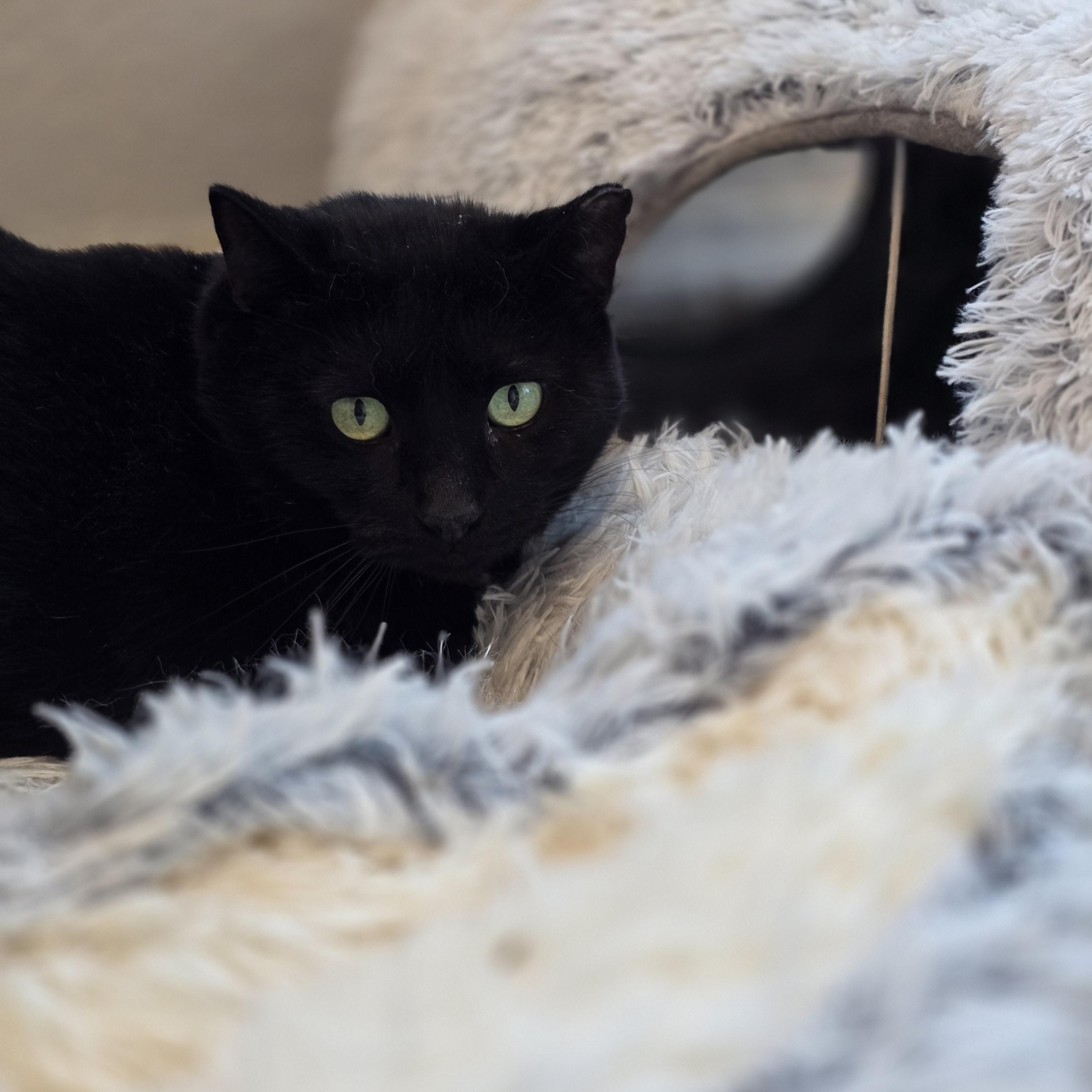 Thanos, an adoptable Domestic Short Hair in Lacey, WA image 5/5