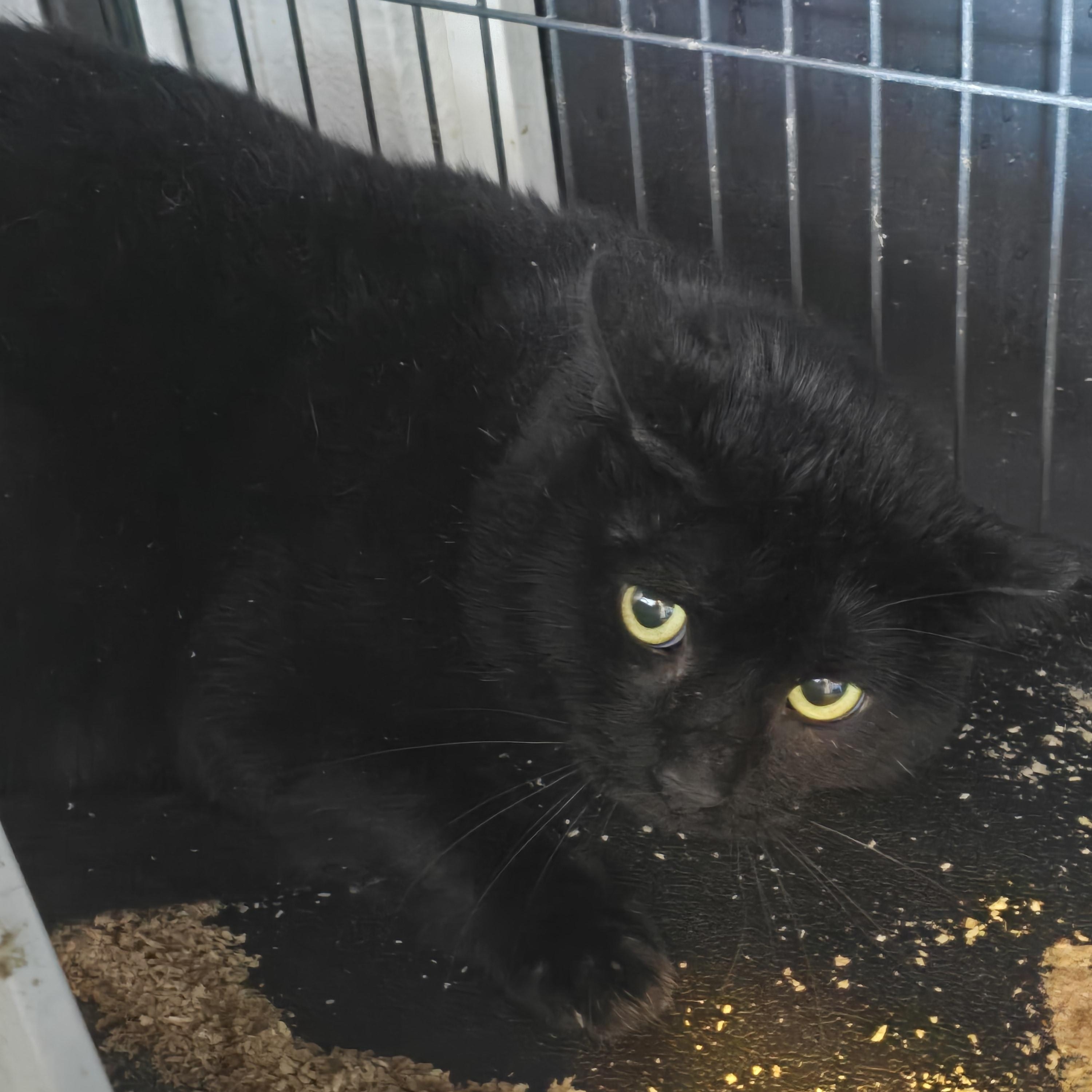 Enlarge Thanos, an adoptable Domestic Short Hair in Lacey, WA image 1/2