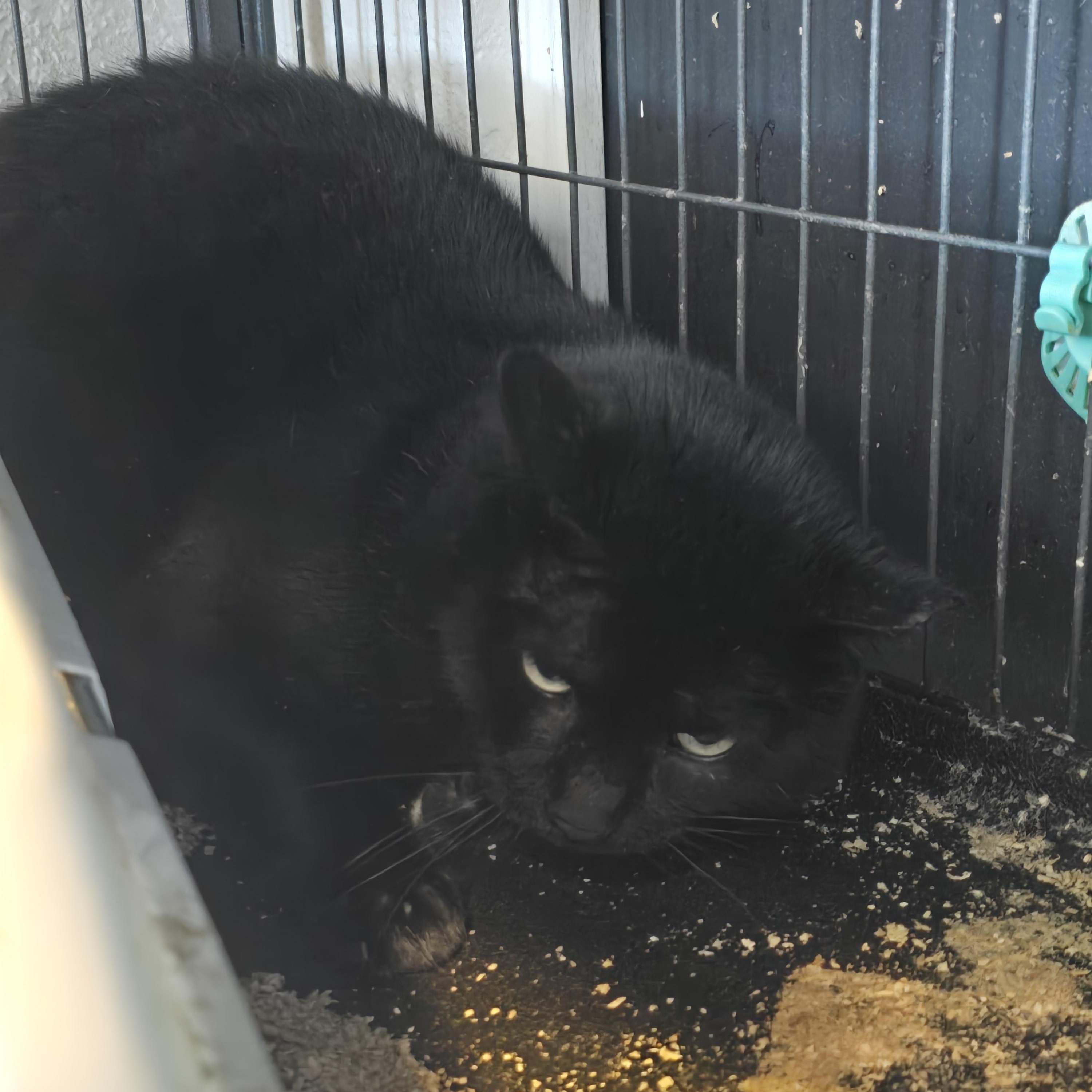 Enlarge Thanos, an adoptable Domestic Short Hair in Lacey, WA image 2/2