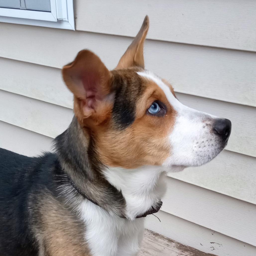 Rocky (adoptable soon!), Adoptable, Young Male Mixed Breed.