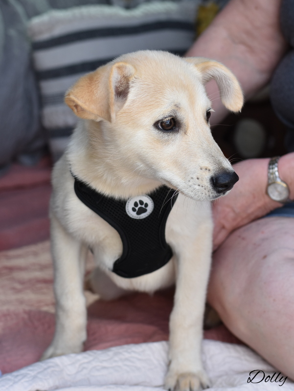 Dog for adoption Dolly, a Labrador Retriever in Barkhamsted, CT