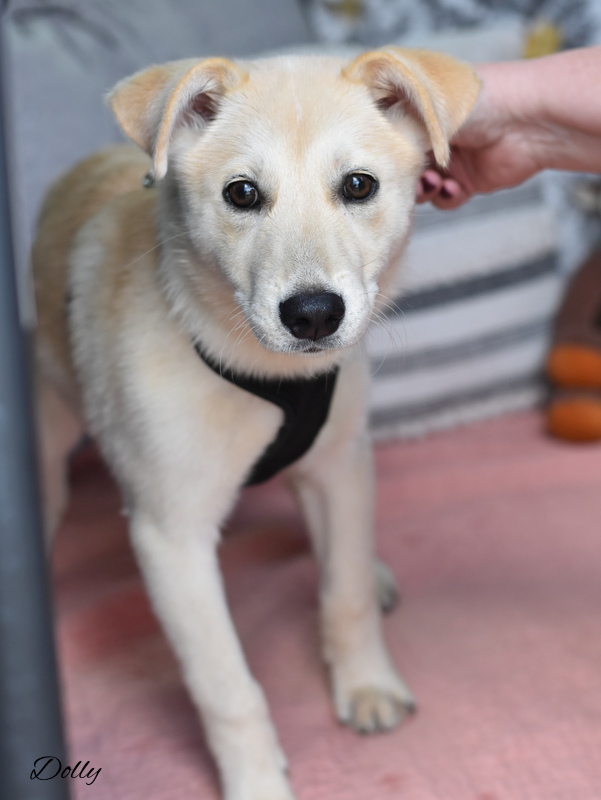 Dog for adoption Dolly, a Labrador Retriever in Barkhamsted, CT