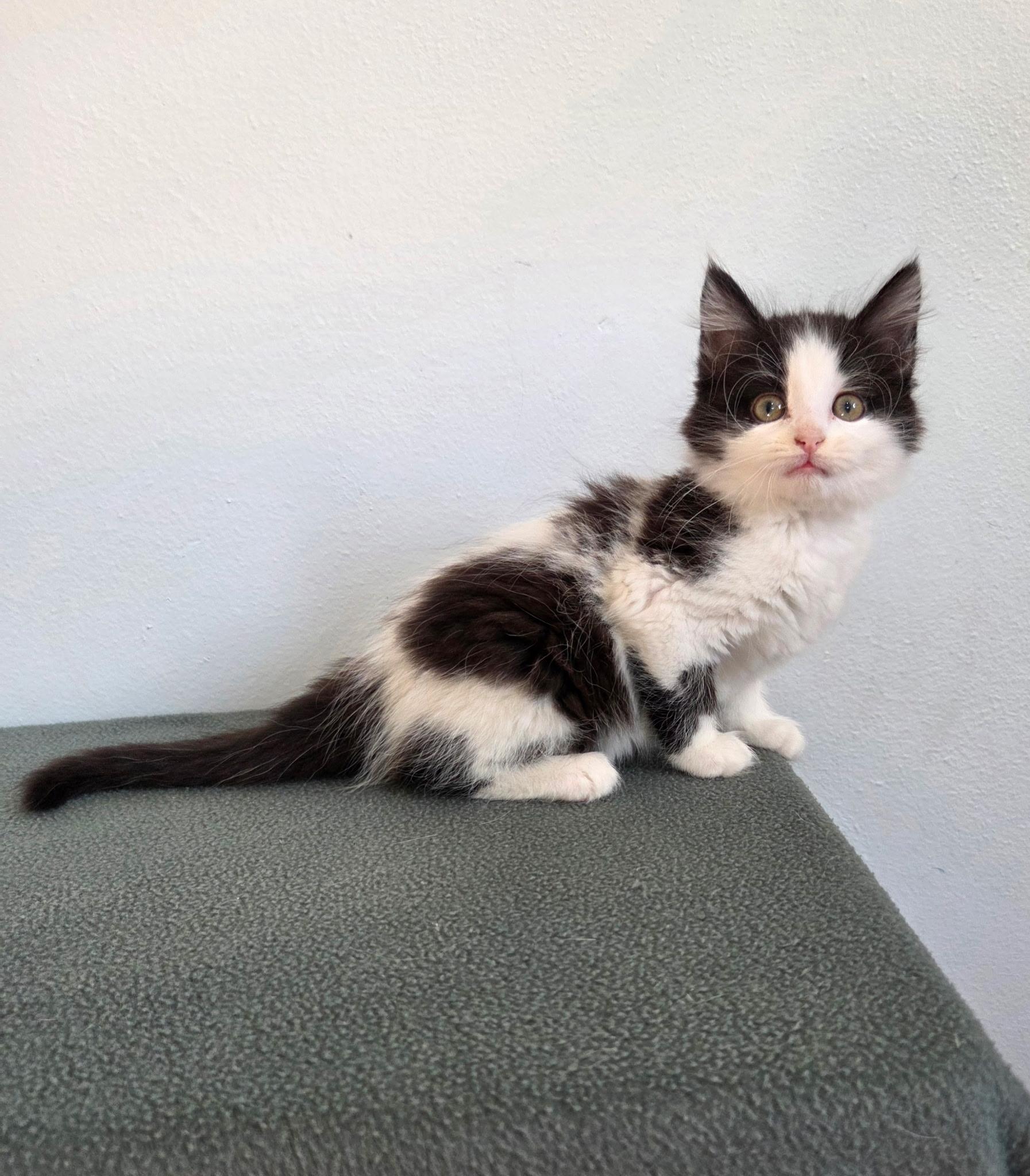 Confetti, ADOPTABLE, Kitten Female Domestic Medium Hair.