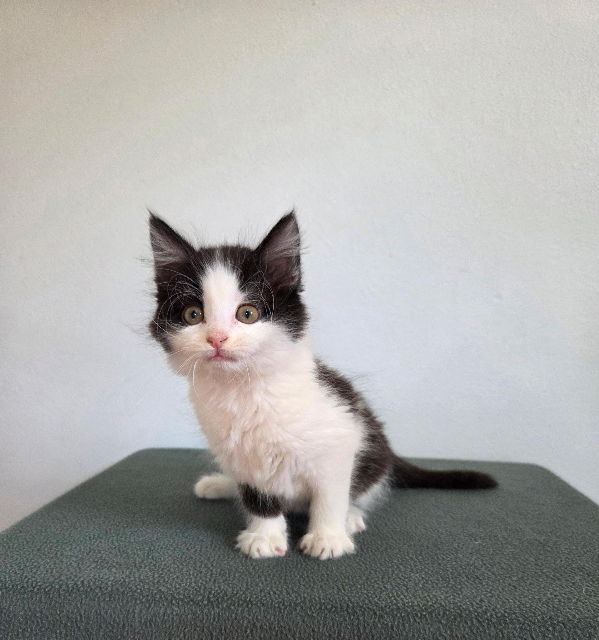 Confetti, a ADOPTABLE mixed breed in High Ridge, MO image 2/2