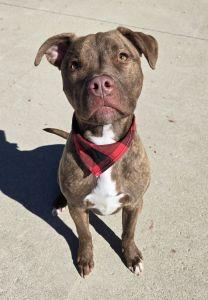 Enlarge Diesel, a ADOPTABLE Pit Bull Terrier in Bucyrus, OH image 2/5