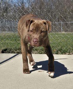 Diesel — thumbnail 2