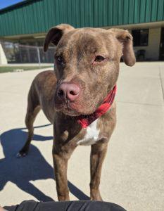 Enlarge Diesel, a ADOPTABLE Pit Bull Terrier in Bucyrus, OH image 4/5