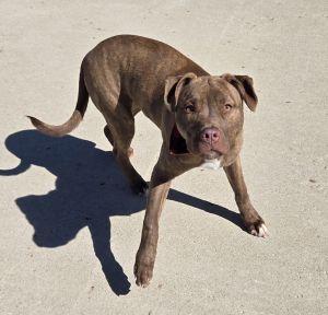Enlarge Diesel, a ADOPTABLE Pit Bull Terrier in Bucyrus, OH image 1/5